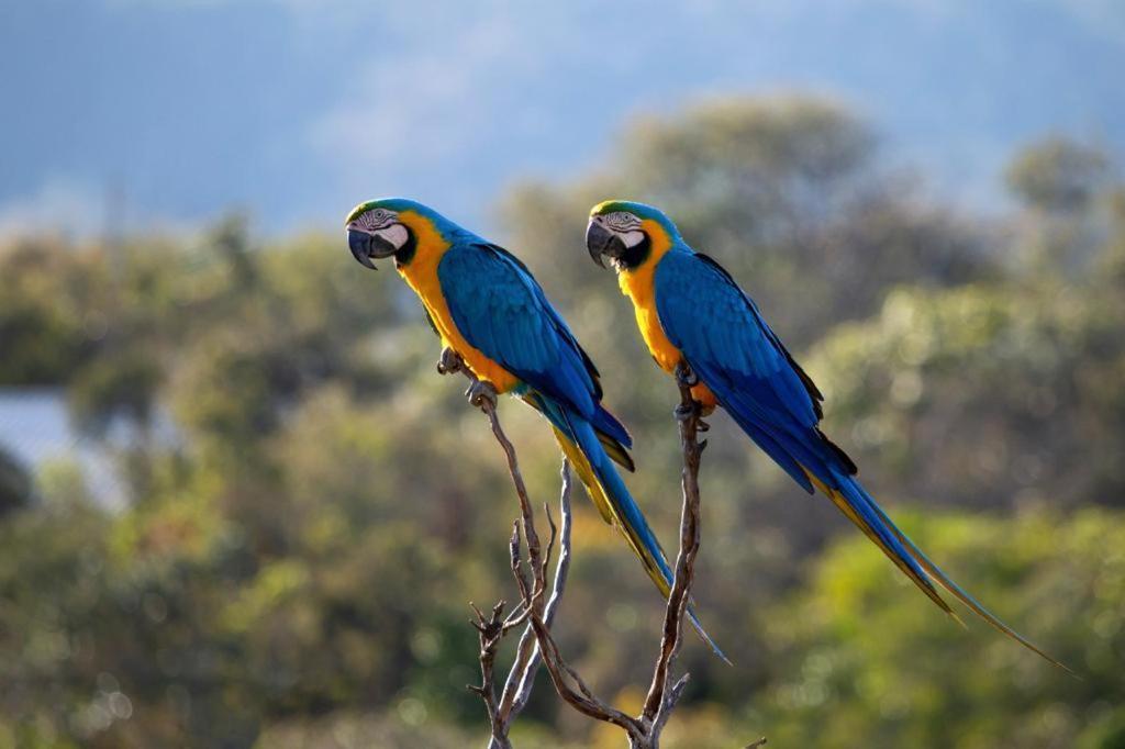 Villa Azaleia Alto Paraíso de Goiás エクステリア 写真